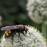 Сколия волосистая :: Александр Сколия волосистая :: Александр