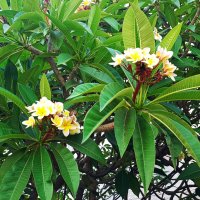 Плюмерия. :: Argaman Табашник