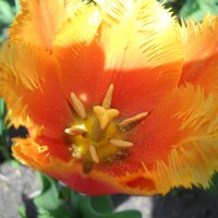 Тюльпан :: Victoria 