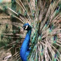 "Не птица, а драгоценный камень! Символ роскоши и богатства!" :: Арина Невская