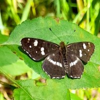 Кареглазка Эгерия - бабочка . :: Мила Бовкун