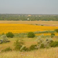 Цветет подсолнух :: Надежда Куркина 