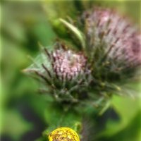 Минускулы(букашки) :: AZ east3 Минускулы(букашки) :: AZ east3