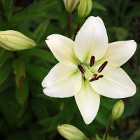 Июль - время лилий :: Светлана Июль - время лилий :: Светлана