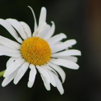 To be  или любит - не любит :: ii_ik Иванов