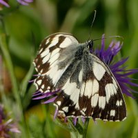 и снова бабочки 10 :: Александр Прокудин