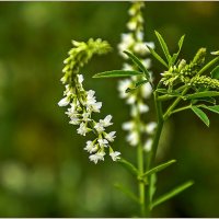 Травы... :: Aquarius - Сергей