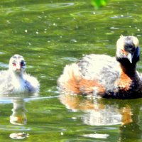 Красношейная поганке с утенком - 2 :: Сергей 