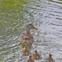 Уплыли! :: Валентина Нефёдова Уплыли! :: Валентина Нефёдова