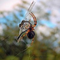 Се Ля Ви!  :( :: Елена Хайдукова  ( Elena Fly )