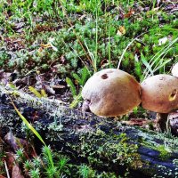 Август...Молодые обабки! :: Владимир 