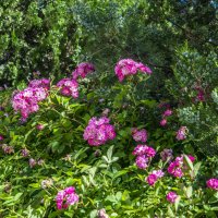 Розы :: Анатолий Чикчирный