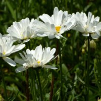 Москва. Битцевский лес. :: Наташа ***** Москва. Битцевский лес. :: Наташа *****