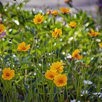 Цветы, цветы ... :: Владимир Кроливец Цветы, цветы ... :: Владимир Кроливец