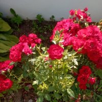 На улицах города :: Елена Семигина