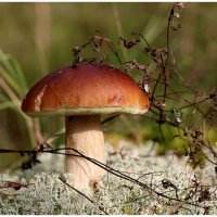 *** :: Aleksandr Gal