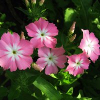 Нежность :: Людмила Смородинская