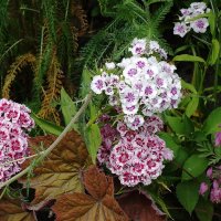 Гвоздика :: Рита Симонова