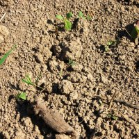 Ростки в земле :: Джованни Луче