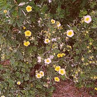 Цветы. :: Владимир Драгунский