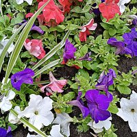 Цветы. :: Владимир Драгунский