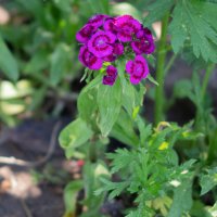 Гвоздика турецкая :: Светлана SvetNika17