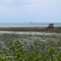 Природа Крыма :: Amazing Cosmea
