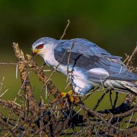 Чернокрылый дымчатый коршун :: Aleksey Afonin