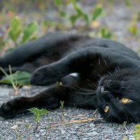 Хорошо сегодня на улице , не жарко ... :: Евгений Хвальчев