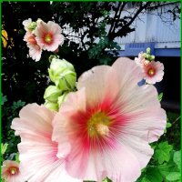 Шток-роза (мальва) :: Ольга Довженко