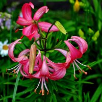 Лилия кудреватая (розовая дымка) :: Светлана 