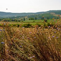 "-" :: Светлана Фокша "-" :: Светлана Фокша