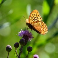 Зима спросит, где лето было. :: Геннадий Супрун Зима спросит, где лето было. :: Геннадий Супрун