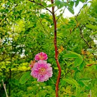 Люби розу, не срывая ее.... :: Vladimir Semenchukov