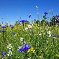 Июль :: Елена Июль :: Елена