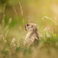 Байбак :: Alex Bush