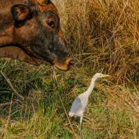 Давид и Голиаф :: Георгий А