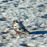 *** :: веселов михаил 