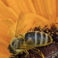 пчела :: Наталия 