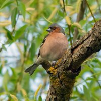 *** :: Виталий Емельянов