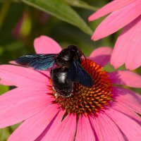 Плотник на обеде :: Юрий. Шмаков Плотник на обеде :: Юрий. Шмаков