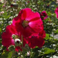 Городские цветы :: Сергей Швечков