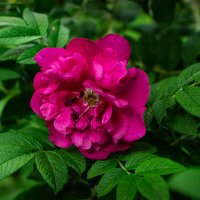 Шиповник :: Людмила Фил