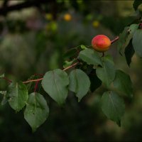 Плод жердели :: Александр Тарноградский