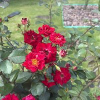 Розы :: Наталия Павлова