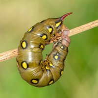 *** :: Viktor Makarov