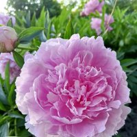 Пион :: Сапсан 