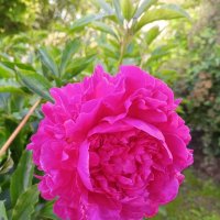 Пион :: Сапсан 