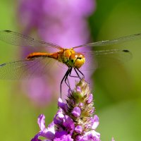из снятого сегодня 4 :: Александр Прокудин