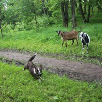Завсегдатаи Орловского парка :: Наталья Герасимова